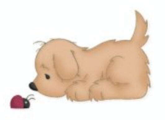 Hund Käfer Hund Käfer